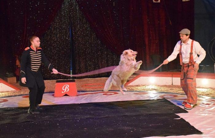 A show by the Gervais circus every day during the holidays in Langueux