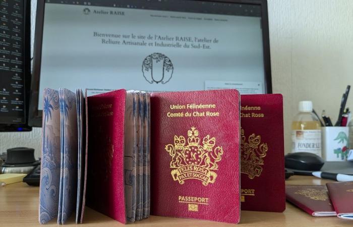 What if you applied for the Pink Cat County Passport?