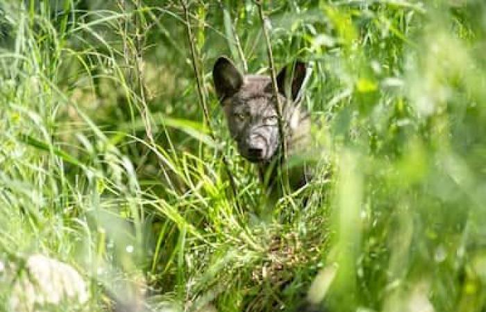 Quebec premiere: orphaned cubs reintegrated into our forests