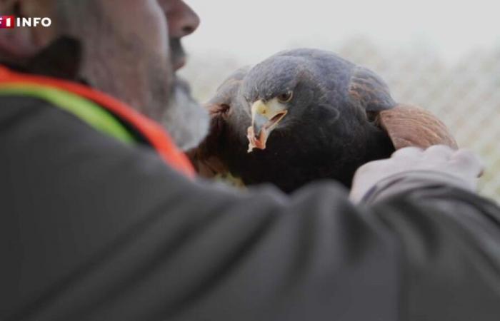 “They are high-level athletes”: at Nantes airport, birds of prey work for travelers