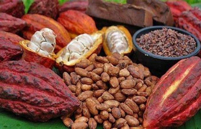 Cocoa: Historic record prices in New York in 2024, despite concerns about global production – VivAfrik