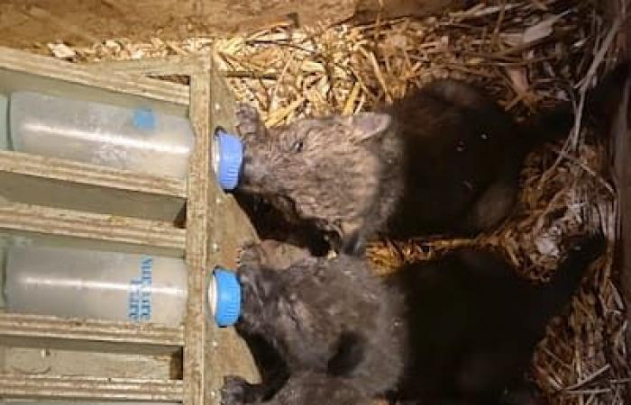 Quebec premiere: orphaned cubs reintegrated into our forests