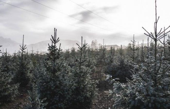 When the Christmas tree becomes a problem for the lungs – LINFO.re