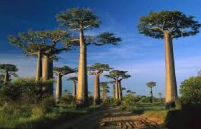 Madagascar: $9 million for ecosystem protection | APAnews