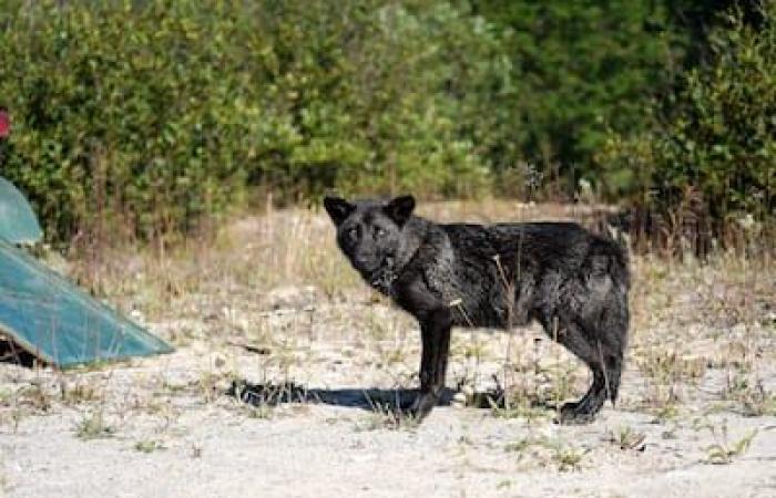 Quebec premiere: orphaned cubs reintegrated into our forests