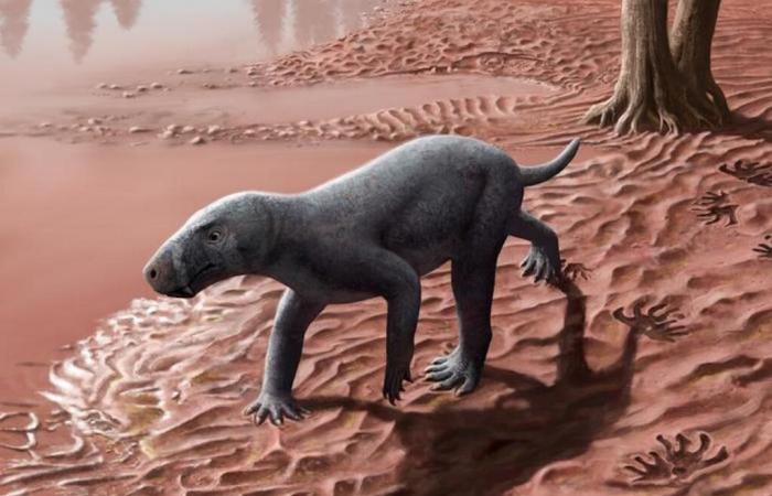 The oldest ancestor of mammals looked like a dog but with saber teeth!