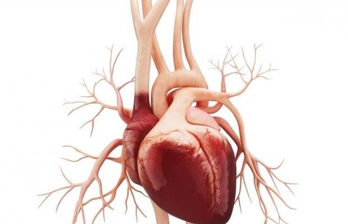 Study finds subset of artificial heart patients can regenerate heart muscle