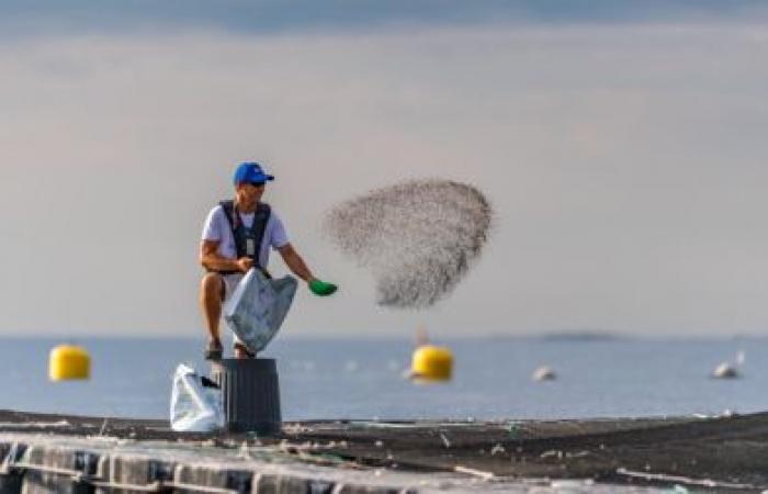 Aquafrais Cannes: Sea farmers for 35 years