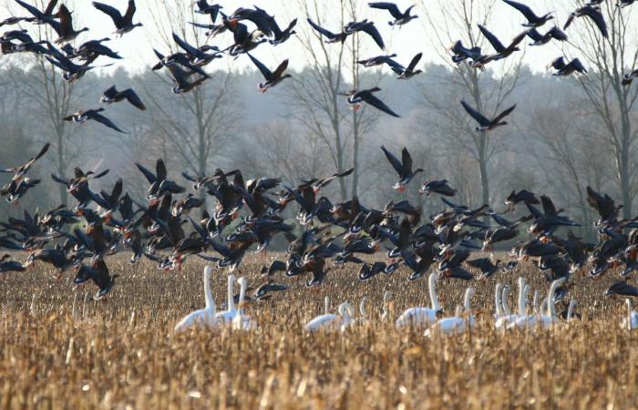 The superpowers of migratory birds revealed by science