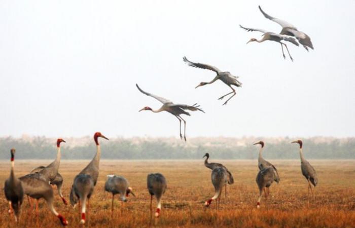 haven of peace for antigone cranes