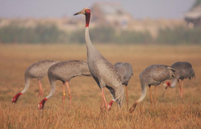 haven of peace for antigone cranes