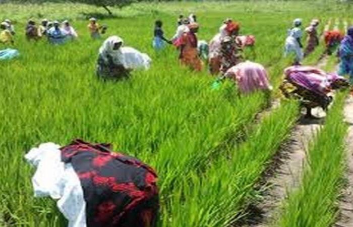 Senegal: SAED doubles the rice growing area to 4,000 hectares for the new off-season campaign in Matam – VivAfrik