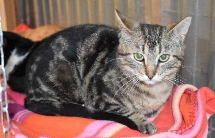 Taken in at the SPAA shelter in Angers, the cat Jerry had never known human affection