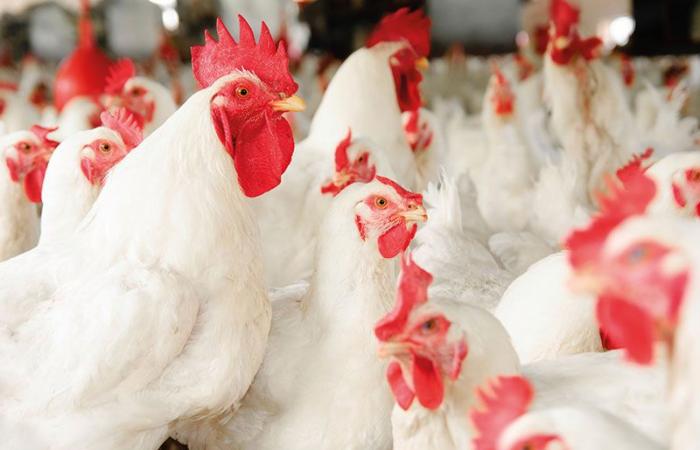 Trade: live chicken prices stabilize