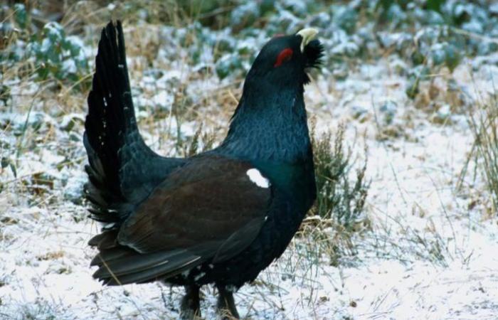 Vosges – A second trip to Norway is being prepared to bring back between 30 and 40 Capercaillie and continue the experience