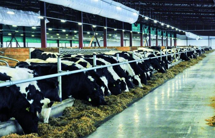 Cattle breeding: A sector in difficulty