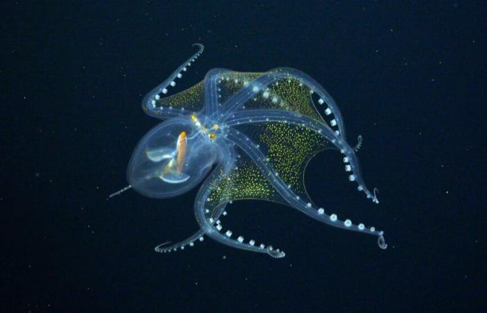 Octopuses could build the next great civilization if humanity were to disappear, says biologist