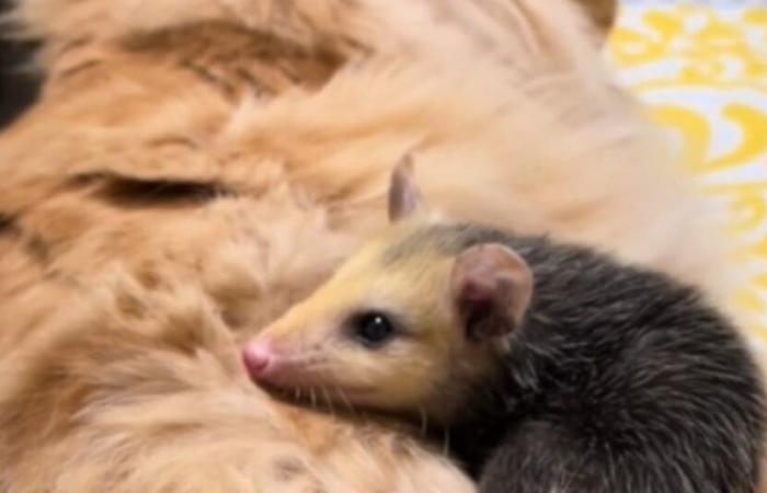 A cat takes a liking to a baby opossum who sees him as the perfect substitute dad (video)