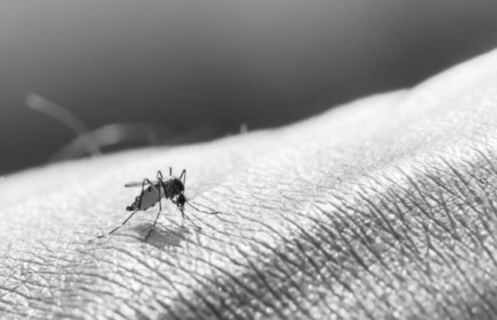 The circulation of arboviruses worries health authorities