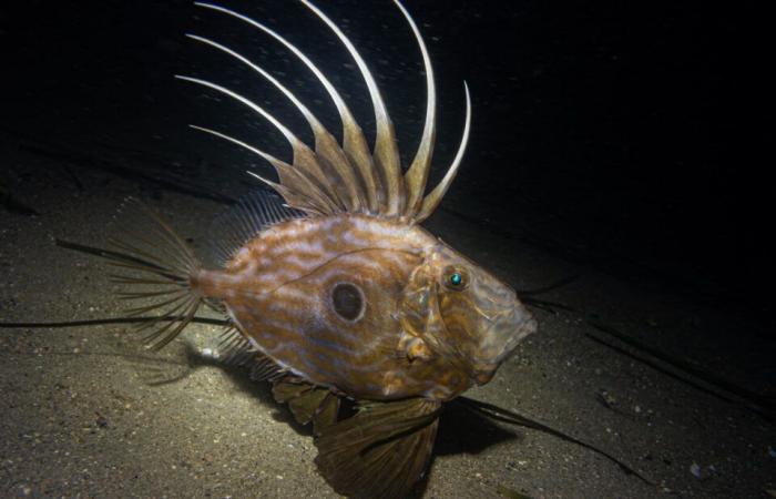 the fascinating photos of Pierre under the sea, a few meters from the shore