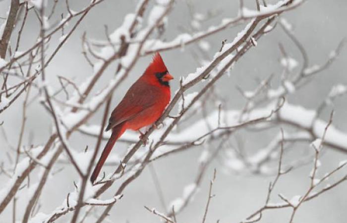 These birds refuse to leave the cold and it's impressive