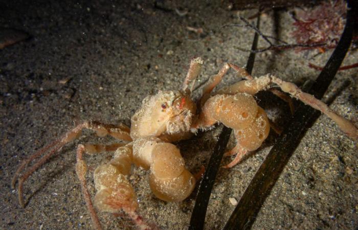 the fascinating photos of Pierre under the sea, a few meters from the shore