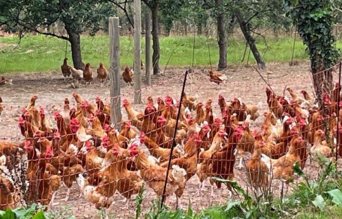 In its Calvados orchards, its gold medal-winning chickens delight gourmets