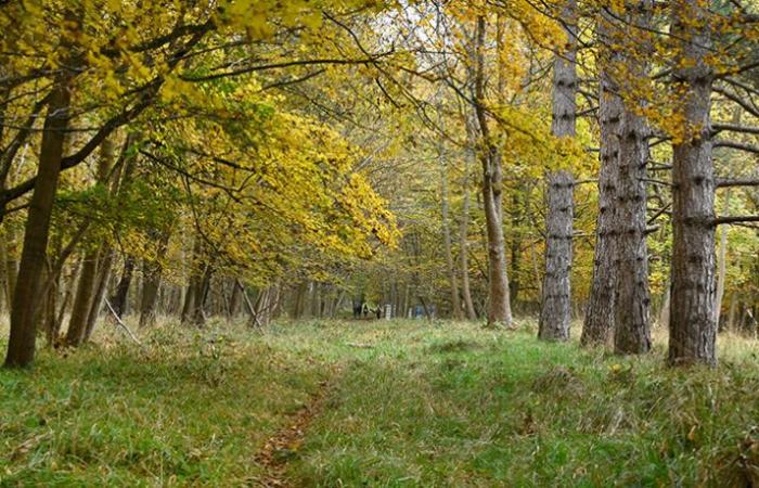 The new region owner of a private wood in the south of Val-de-Marne