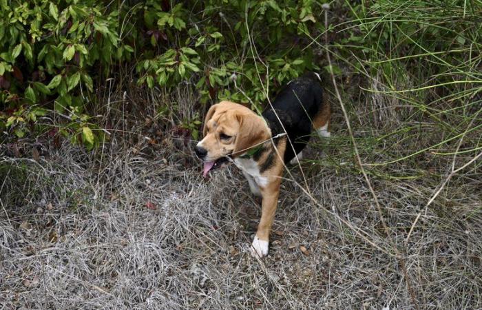 “They got lost or fell below a cliff”: firefighters, drone, veterinarian… a very large device deployed to find two hunting dogs lost in a forest near Perpignan