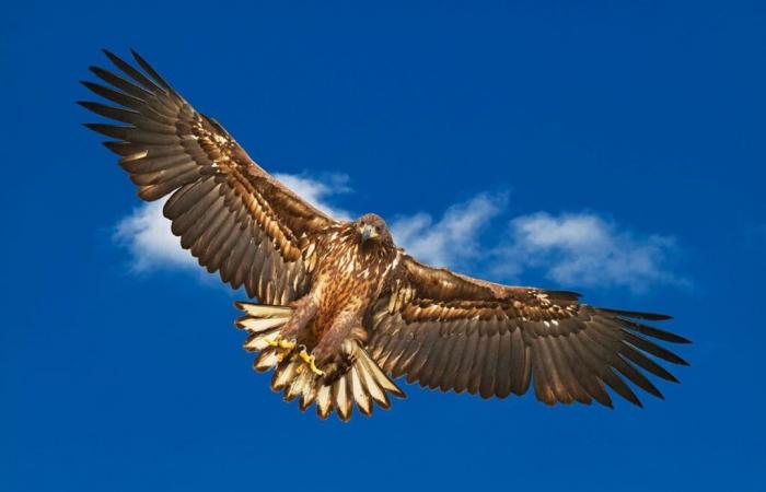 A griffon vulture mowed down by a wind turbine? The incident reignites the debate