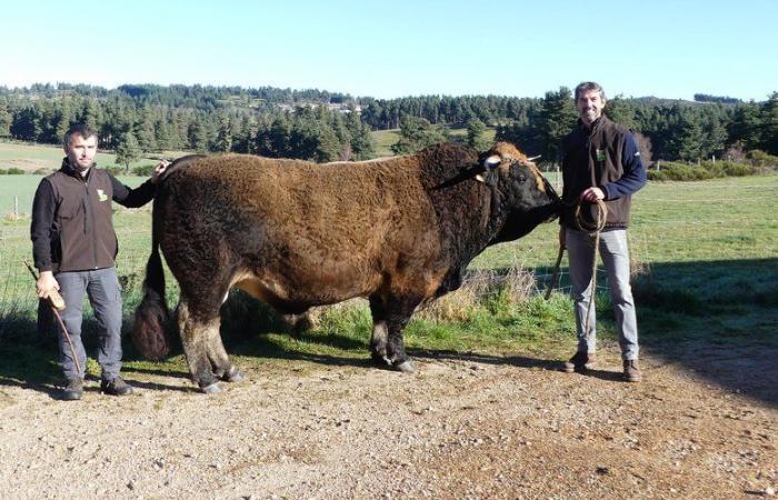 Agricultural Show: Emilien and his Aubrac bull Romarin are selected for the first time in Paris