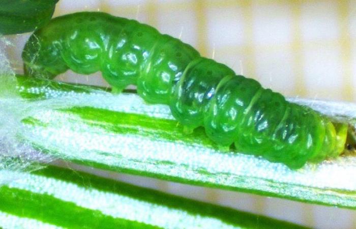 The fir leafminer, a tiny caterpillar that attacks the king of the forests