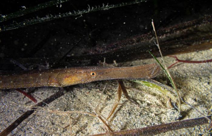 the fascinating photos of Pierre under the sea, a few meters from the shore