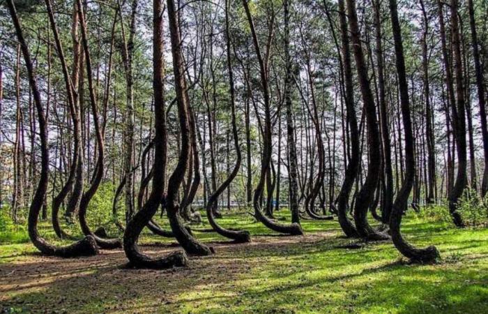 Do you know the spectacular and mysterious “crooked trees” of Poland?