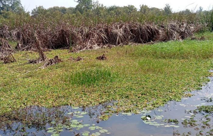 Casamance River in danger: Silting, typha and water lilies threaten this watercourse near Sare Yoba