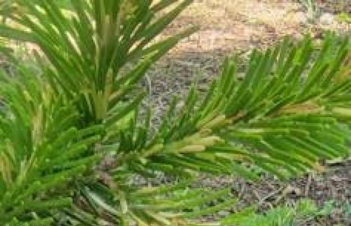 The fir leafminer, a tiny caterpillar that attacks the king of the forests