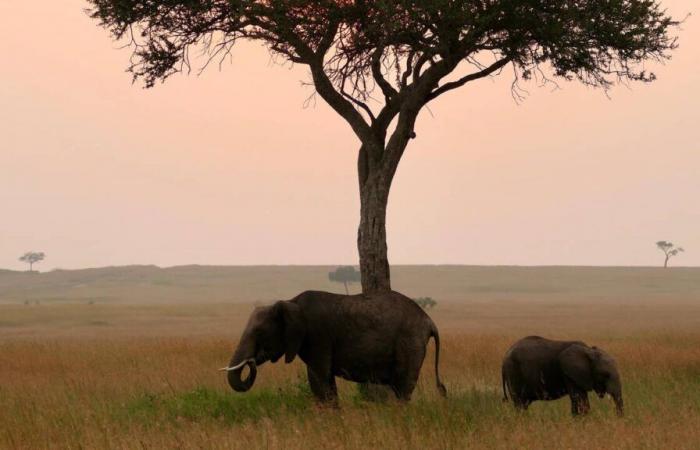 An exceptional safari in the heart of the Kenyan savannah