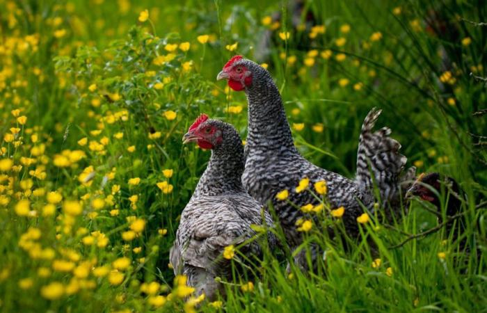 “Rolls-Royce of poultry”, the cuckoo hen of Rennes wants to save his feathers