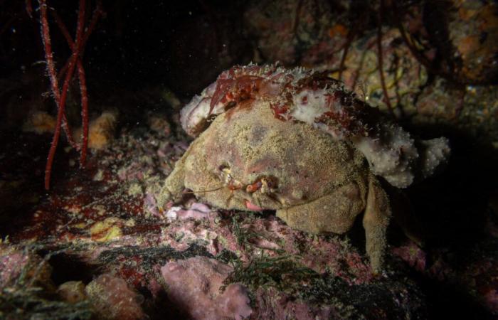 the fascinating photos of Pierre under the sea, a few meters from the shore