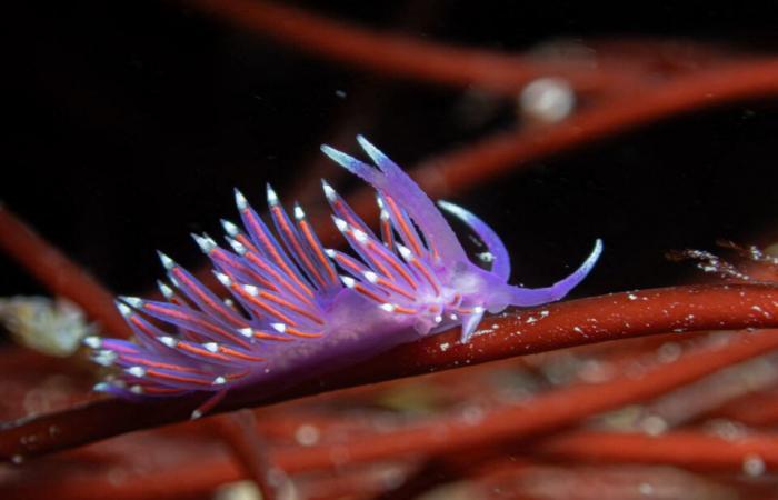 the fascinating photos of Pierre under the sea, a few meters from the shore