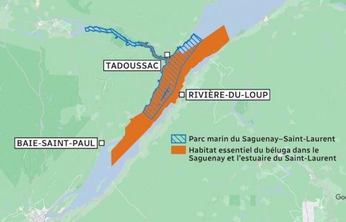 Rivière-du-Loup or Cacouna: which port to protect belugas?