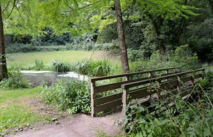 In this town of Loire-Atlantique, we are going to remove trees… for the good of a stream