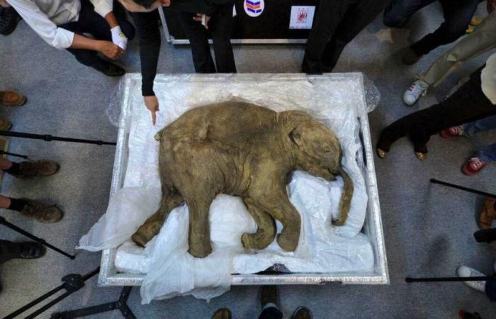 In Russia: A small, almost intact 50,000-year-old mammoth