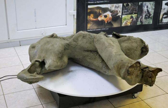 Russia presents a small, almost intact 50,000-year-old mammoth