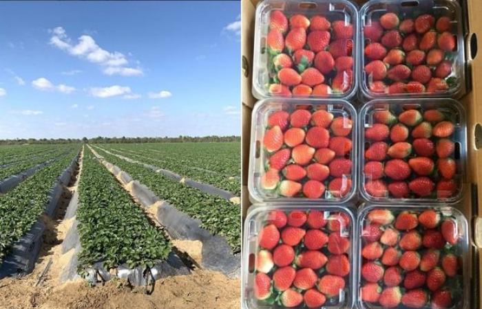 “Drop in prices of Egyptian products by air, late start of the Greek strawberry season”