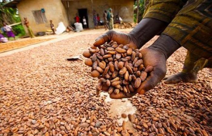 Ghana revises its harvest forecast downwards for 2024/2025