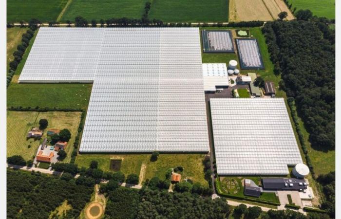 New greenhouses for Stoffels Tomaten (Belgium)