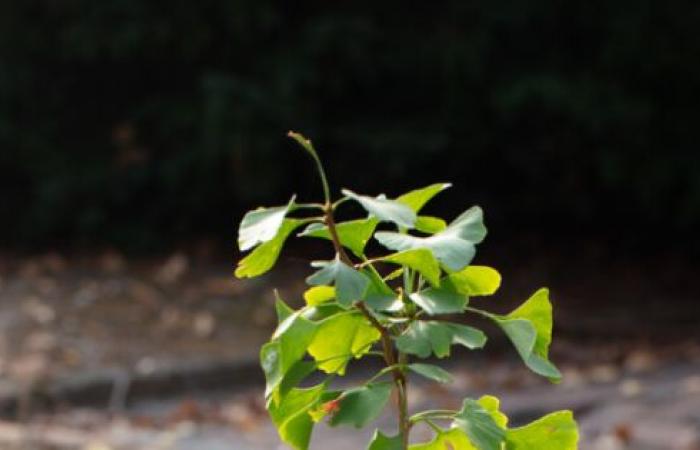 The magical flower that survived Hiroshima