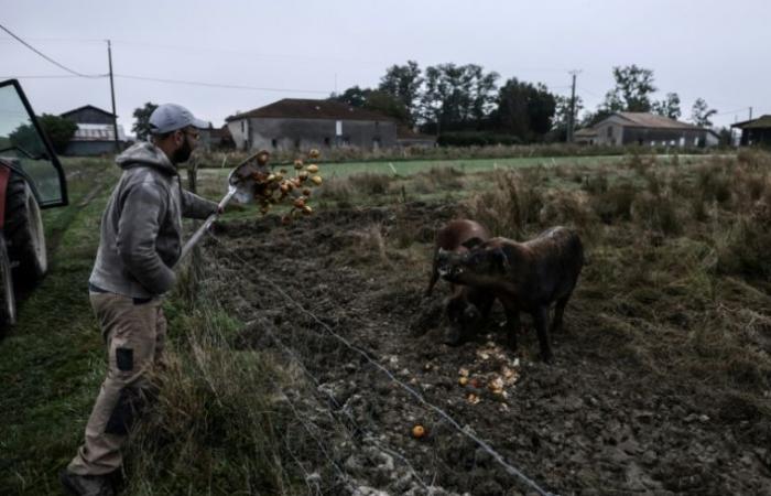 Diary of a farmer: “people always decide their budget on food” – 12/23/2024 at 4:56 p.m.