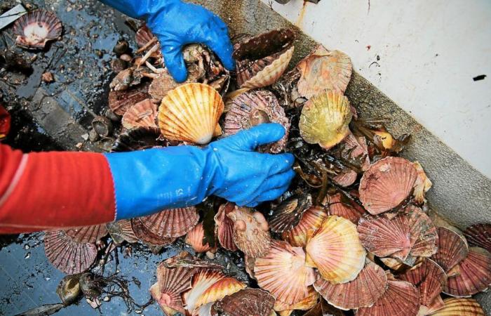 Shell fishing has resumed in the harbor of Brest, just before Christmas